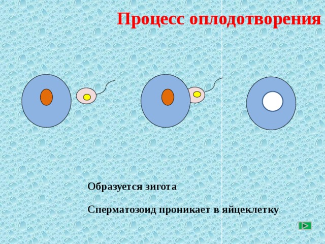 Процесс оплодотворения яйцеклетки. Расположите этапы по порядку   Образуется зигота  Сперматозоид проникает в яйцеклетку 