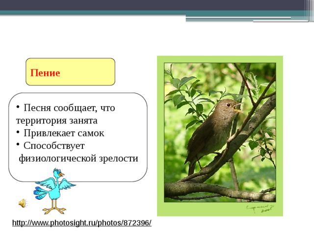 Ритуальное поведение птиц Пение Песня сообщает, что территория занята Привлекает самок Способствует  физиологической зрелости http://www.photosight.ru/photos/872396/  