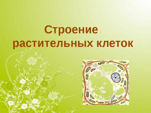 План - конспект Части растений