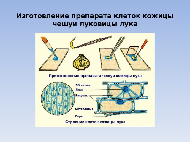  Изготовление препарата клеток кожицы чешуи луковицы лука  