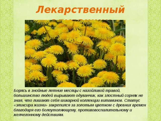 Текст описание про одуванчик. Одуванчик класс растения. Одуванчик описание. Рассказ растения одуванчик. Одуванчик цветок описание.