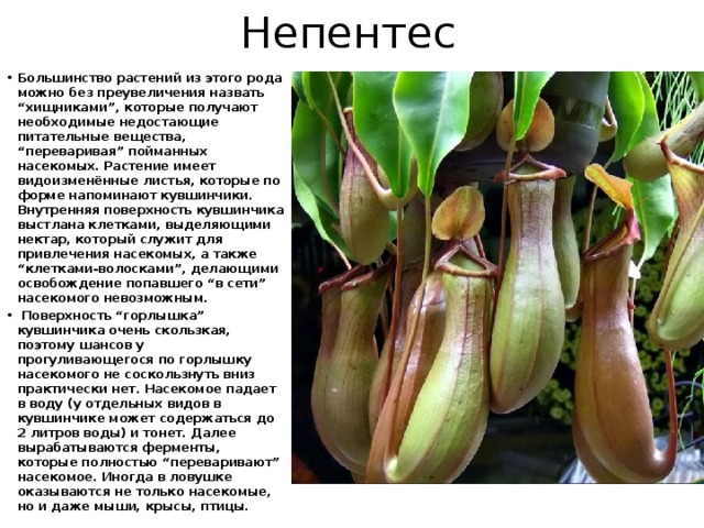 Непентес Большинство растений из этого рода можно без преувеличения назвать “хищниками”, которые получают необходимые недостающие питательные вещества, “переваривая” пойманных насекомых. Растение имеет видоизменённые листья, которые по форме напоминают кувшинчики. Внутренняя поверхность кувшинчика выстлана клетками, выделяющими нектар, который служит для привлечения насекомых, а также “клетками-волосками”, делающими освобождение попавшего “в сети” насекомого невозможным.  Поверхность “горлышка” кувшинчика очень скользкая, поэтому шансов у прогуливающегося по горлышку насекомого не соскользнуть вниз практически нет. Насекомое падает в воду (у отдельных видов в кувшинчике может содержаться до 2 литров воды) и тонет. Далее вырабатываются ферменты, которые полностью “переваривают” насекомое. Иногда в ловушке оказываются не только насекомые, но и даже мыши, крысы, птицы. 