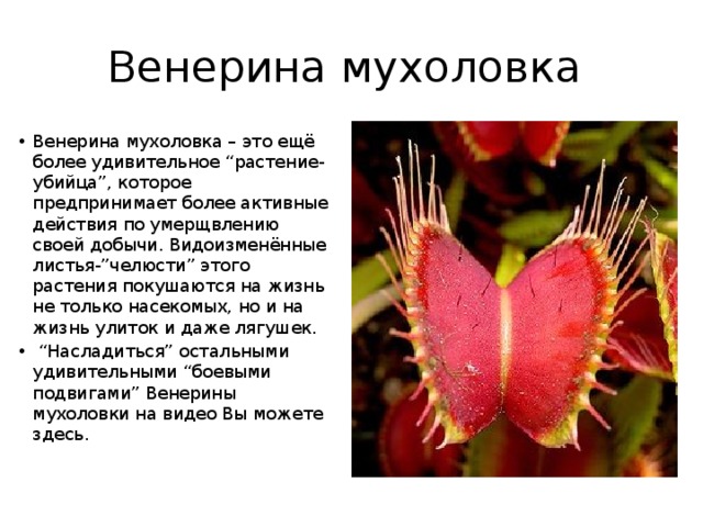 Венерина мухоловка Венерина мухоловка – это ещё более удивительное “растение-убийца”, которое предпринимает более активные действия по умерщвлению своей добычи. Видоизменённые листья-”челюсти” этого растения покушаются на жизнь не только насекомых, но и на жизнь улиток и даже лягушек. “ Насладиться” остальными удивительными “боевыми подвигами” Венерины мухоловки на видео Вы можете здесь. 