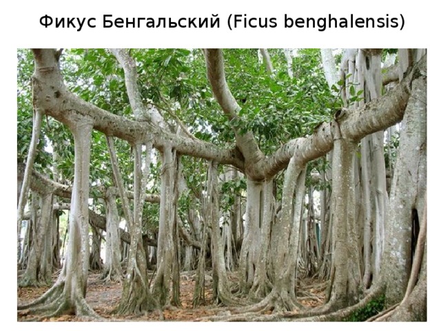 Фикус Бенгальский (Ficus benghalensis) 