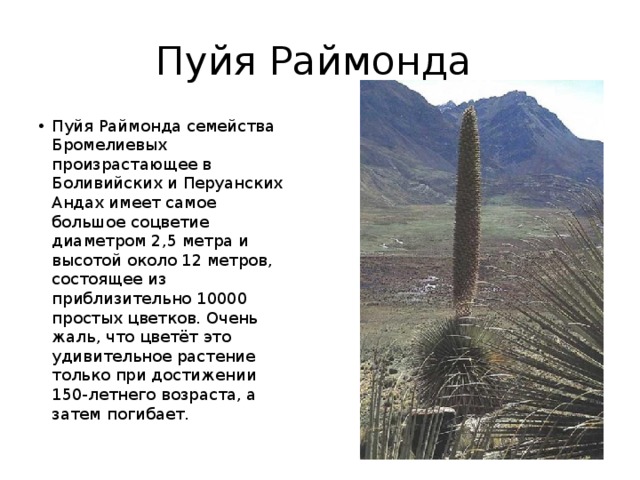 Пуйя Раймонда Пуйя Раймонда семейства Бромелиевых произрастающее в Боливийских и Перуанских Андах имеет самое большое соцветие диаметром 2,5 метра и высотой около 12 метров, состоящее из приблизительно 10000 простых цветков. Очень жаль, что цветёт это удивительное растение только при достижении 150-летнего возраста, а затем погибает. 