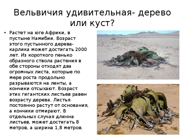 Вельвичия удивительная- дерево или куст? Растет на юге Африки, в пустыне Намибии. Возраст этого пустынного дерева-карлика может достигать 2000 лет. Из короткого пенько образного ствола растения в обе стороны отходят два огромных листа, которые по мере роста продольно разрываются на ленты, а кончики отсыхают. Возраст этих гигантских листьев равен возрасту дерева. Листья постоянно растут от основания, а кончики отмирают. В отдельных случая длинна листьев, может достигать 8 метров, а ширина 1,8 метров. 