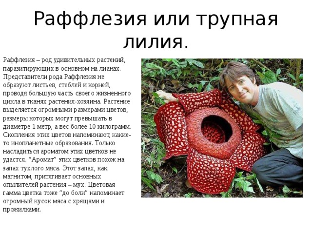 Раффлезия или трупная лилия. Раффлезия – род удивительных растений, паразитирующих в основном на лианах. Представители рода Раффлезия не образуют листьев, стеблей и корней, проводя большую часть своего жизненного цикла в тканях растения-хозяина. Растение выделяется огромными размерами цветов, размеры которых могут превышать в диаметре 1 метр, а вес более 10 килограмм. Скопления этих цветов напоминают, какие-то инопланетные образования. Только насладиться ароматом этих цветков не удастся. “Аромат” этих цветков похож на запах тухлого мяса. Этот запах, как магнитом, притягивает основных опылителей растения – мух. Цветовая гамма цветка тоже “до боли” напоминает огромный кусок мяса с хрящами и прожилками. 