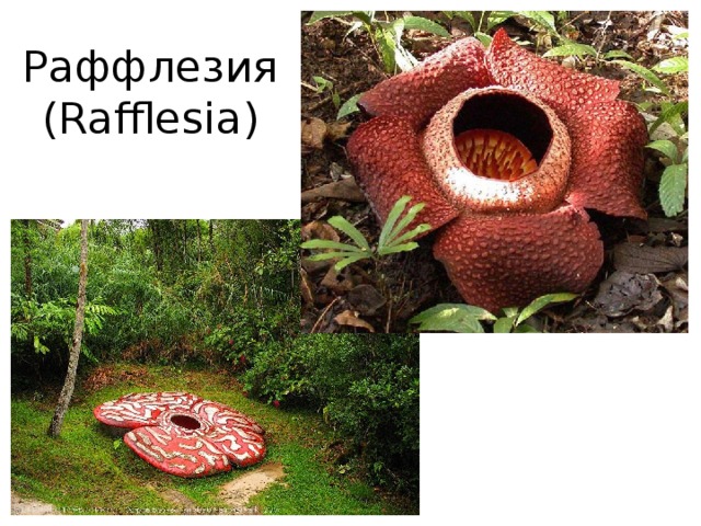 Раффлезия (Rafflesia) 
