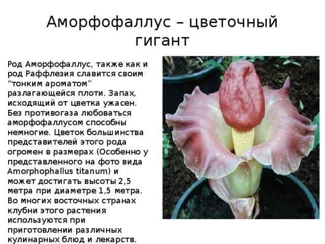 Аморфофаллус – цветочный гигант Род Аморфофаллус, также как и род Раффлезия славится своим “тонким ароматом” разлагающейся плоти. Запах, исходящий от цветка ужасен. Без противогаза любоваться аморфофаллусом способны немногие. Цветок большинства представителей этого рода огромен в размерах (Особенно у представленного на фото вида Amorphophallus titanum) и может достигать высоты 2,5 метра при диаметре 1,5 метра. Во многих восточных странах клубни этого растения используются при приготовлении различных кулинарных блюд и лекарств. 
