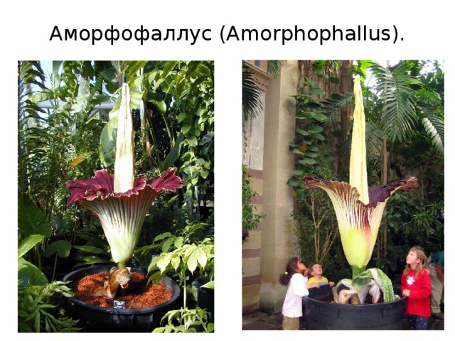 Аморфофаллус (Amorphophallus). 