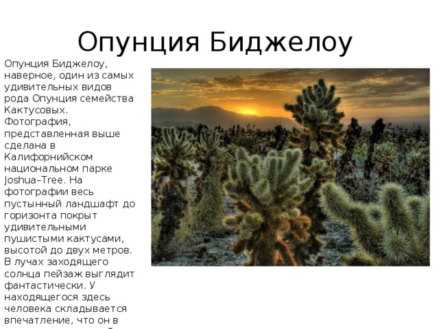 Опунция Биджелоу Опунция Биджелоу, наверное, один из самых удивительных видов рода Опунция семейства Кактусовых. Фотография, представленная выше сделана в Калифорнийском национальном парке Joshua–Tree. На фотографии весь пустынный ландшафт до горизонта покрыт удивительными пушистыми кактусами, высотой до двух метров. В лучах заходящего солнца пейзаж выглядит фантастически. У находящегося здесь человека складывается впечатление, что он в составе космической экспедиции высадился на другую планету, покрытую неизвестными формами жизни. 