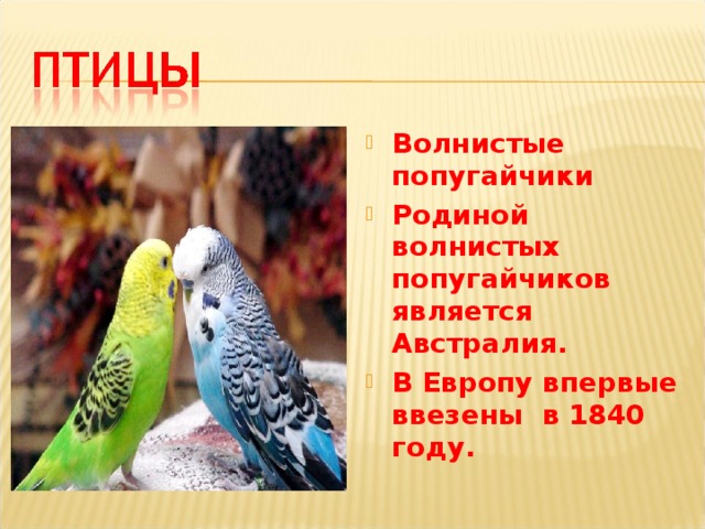 Волнистые попугайчики Родиной волнистых попугайчиков является Австралия. В Европу впервые ввезены  в 1840 году. 