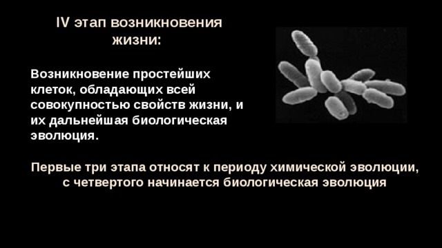 Происхождения простейших. Происхождение простейших. Появление простейших. Возникновение простейших клеток. Происхождение простейших кратко.