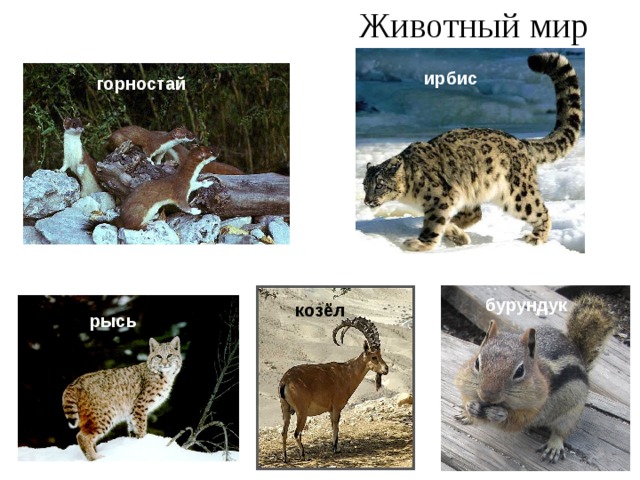 Животный мир ирбис горностай бурундук козёл рысь 
