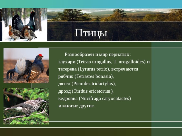 Птицы  Разнообразен и мир пернатых: глухари (Tetrao urogallus, T. urogalloides) и тетерева (Lyrurus tetrix), встречаются рябчик (Tetrastes bonasia), дятел (Picoides tridactylus), дрозд (Turdus ericetorum), кедровка (Nucifraga caryocatactes) и многие другие. 