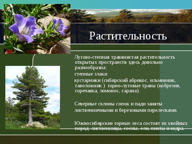 Растительность  Лугово-степная травянистая растительность открытых пространств здесь довольно разнообразна:  степные злаки  кустарники (сибирский абрикос, ильмовник, таволожник ) горно-луговые травы (кобрезия, горечавка, ломонос, сарана).  Северные склоны сопок и пади заняты  лиственничными и березовыми перелесками.  Южносибирские горные леса состоят из хвойных пород: лиственницы, сосны, ели, пихты и кедра. 