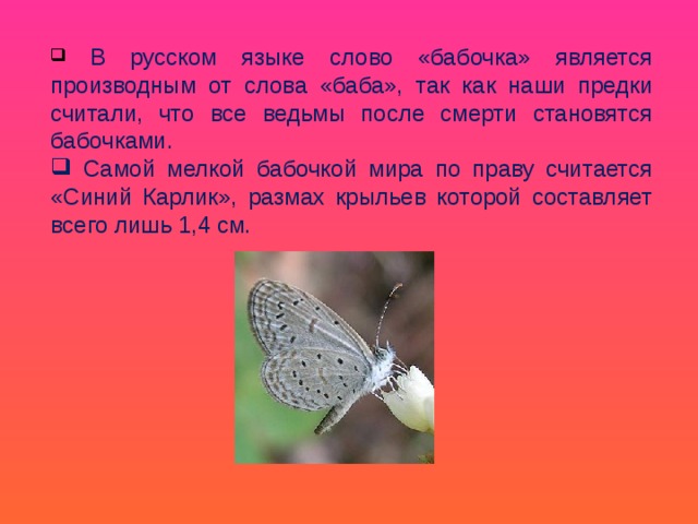  В русском языке слово «бабочка» является производным от слова «баба», так как наши предки считали, что все ведьмы после смерти становятся бабочками.  Самой мелкой бабочкой мира по праву считается «Синий Карлик», размах крыльев которой составляет всего лишь 1,4 см. 