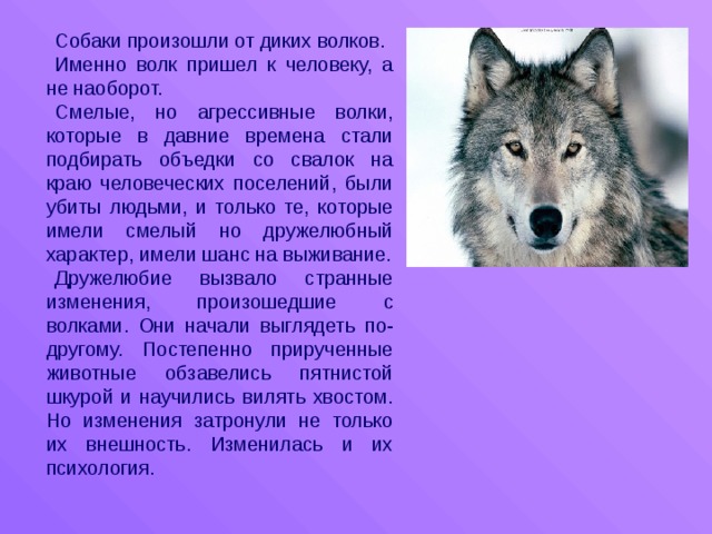 Собаки произошли от волков