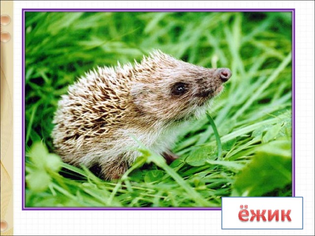 обоняние и тонкий слух помогают лисице не только спасаться но и добывать еду разбор предложения. img s633884 0 15. обоняние и тонкий слух помогают лисице не только спасаться но и добывать еду разбор предложения фото. обоняние и тонкий слух помогают лисице не только спасаться но и добывать еду разбор предложения-img s633884 0 15. картинка обоняние и тонкий слух помогают лисице не только спасаться но и добывать еду разбор предложения. картинка img s633884 0 15. Юрий Дмитриевич Дмитриев