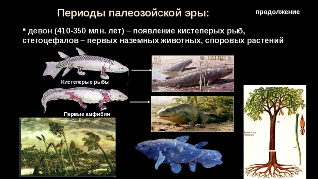 Периоды палеозойской эры: продолжение  девон (410-350 млн. лет) – появление кистеперых рыб, стегоцефалов – первых наземных животных, споровых растений Кистеперые рыбы Первые амфибии 