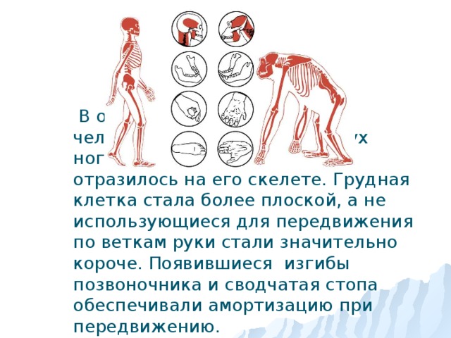  В отличии от своих предков, человек передвигается на двух ногах. Это в первую очередь отразилось на его скелете. Грудная клетка стала более плоской, а не использующиеся для передвижения по веткам руки стали значительно короче. Появившиеся изгибы позвоночника и сводчатая стопа обеспечивали амортизацию при передвижению. 