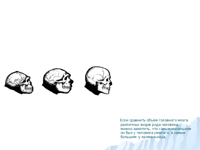  Если сравнить объём головного мозга различных видов рода человека, можно заметить, что самым маленьким он был у человека умелого, а самым большим -у кроманьонца. 