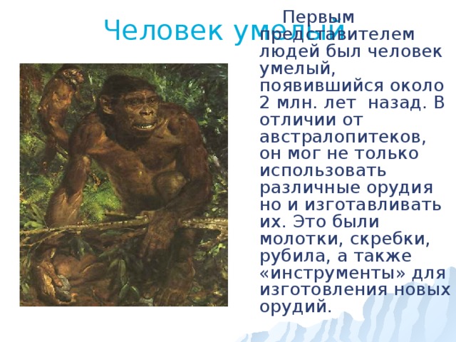 Человек умелый.    Первым представителем людей был человек умелый, появившийся около 2 млн. лет назад. В отличии от австралопитеков, он мог не только использовать различные орудия но и изготавливать их. Это были молотки, скребки, рубила, а также «инструменты» для изготовления новых орудий. 