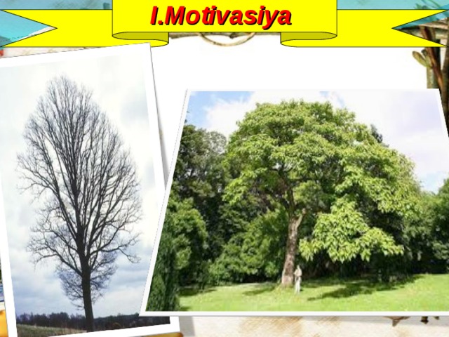 I.Motivasiya Müəllim iki şəkil nümayiş etdirir. Birində talada tək çılız ağac, digərində sıx meşəlik təsvir olunur.  