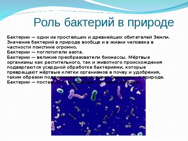 Отразите информацию о роли бактерий в жизни человека в схеме