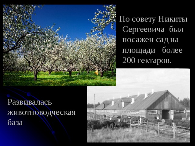    По совету Никиты  Сергеевича был  посажен сад на  площади более  200 гектаров.     Развивалась  животноводческая  база 