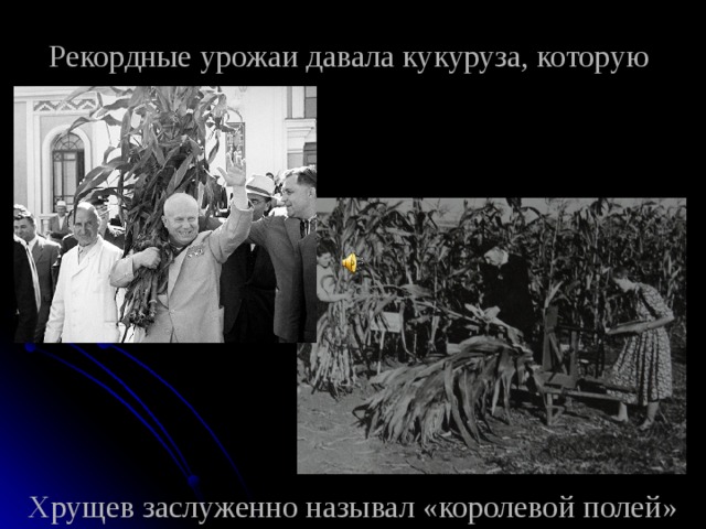 Рекордные урожаи давала кукуруза, которую             Хрущев заслуженно называл «королевой полей» 