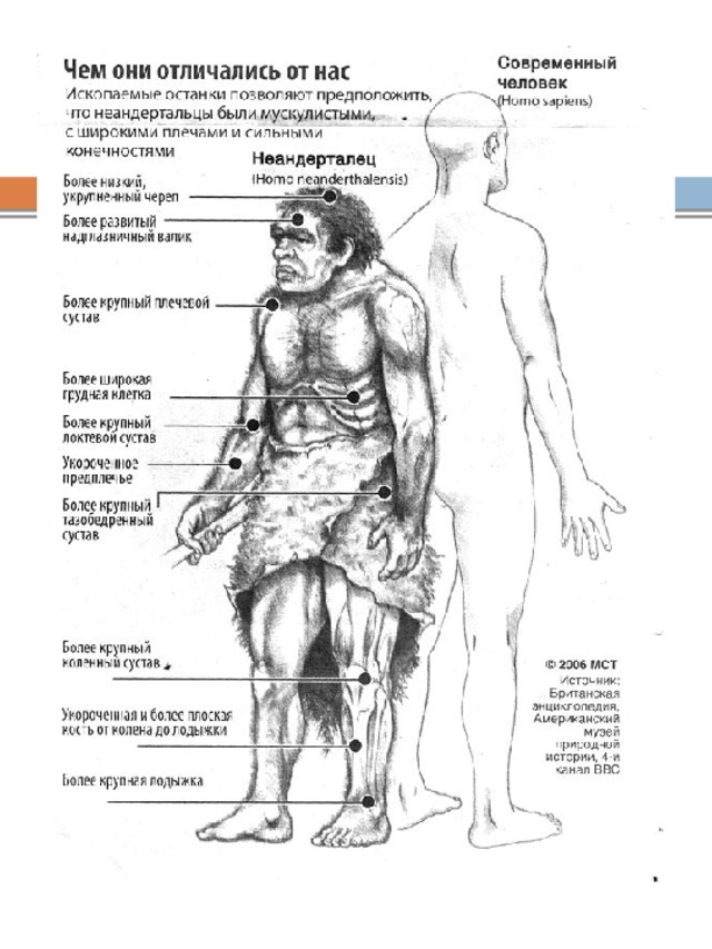Особенности строения неандертальца. Строение тела неандертальца. Скелеты неандертальца и хомо сапиенса. Неандерталец анатомия тела. Неандерталец кроманьонец и современный человек.