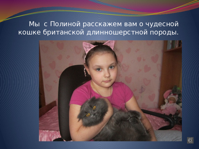 Мы с Полиной расскажем вам о чудесной кошке британской длинношерстной породы.  