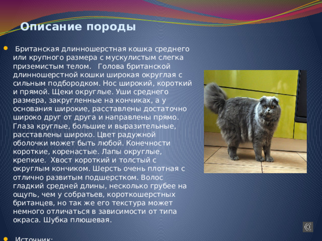 Описание породы  Британская длинношерстная кошка среднего или крупного размера с мускулистым слегка приземистым телом. Голова британской длинношерстной кошки широкая округлая с сильным подбородком. Нос широкий, короткий и прямой. Щеки округлые. Уши среднего размера, закругленные на кончиках, а у основания широкие, расставлены достаточно широко друг от друга и направлены прямо. Глаза круглые, большие и выразительные, расставлены широко. Цвет радужной оболочки может быть любой. Конечности короткие, коренастые. Лапы округлые, крепкие.  Хвост короткий и толстый с округлым кончиком. Шерсть очень плотная с отлично развитым подшерстком. Волос гладкий средней длины, несколько грубее на ощупь, чем у собратьев, короткошерстных британцев, но так же его текстура может немного отличаться в зависимости от типа окраса. Шубка плюшевая. .Источник:  https://usatiki.ru/britanskaya-dlinnosherstnaya-koshka-haylender/ 