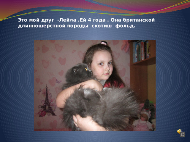 Это мой друг -Лейла .Ей 4 года . Она британской длинношерстной породы скотиш фольд.   