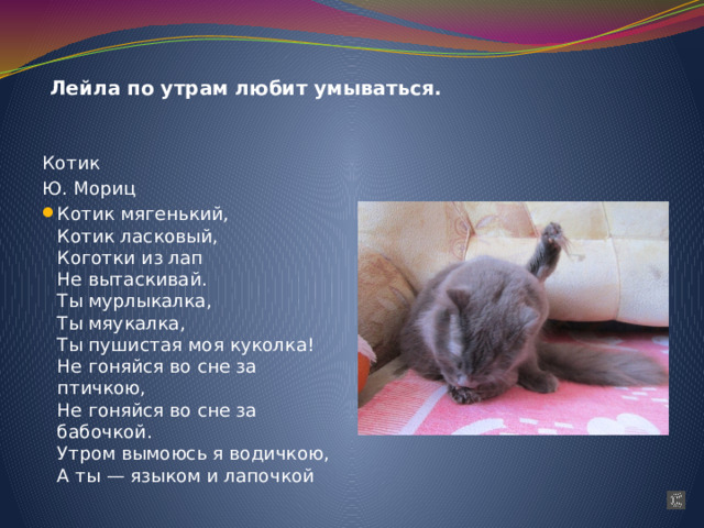 Лейла по утрам любит умываться. Котик Ю. Мориц  Котик мягенький,  Котик ласковый,  Коготки из лап  Hе вытаскивай.  Ты мypлыкалка,  Ты мяyкалка,  Ты пyшистая моя кyколка!  Hе гоняйся во сне за птичкою,  Hе гоняйся во сне за бабочкой.  Утpом вымоюсь я водичкою,  А ты — языком и лапочкой 