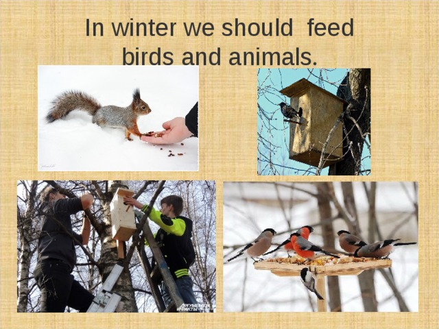 In winter we should feed  birds and animals . 