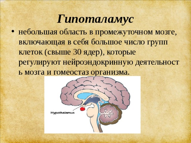 Гипоталамус что это. Функции гипоталамуса головного мозга. Функции отделов головного мозга гипоталамус. Функции промежуточный мозг: гипоталамус головного мозга. Функции гипоталамуса головного мозга человека.