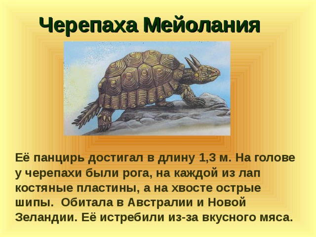 Презентация по биологии черепахи 7 класс по биологии