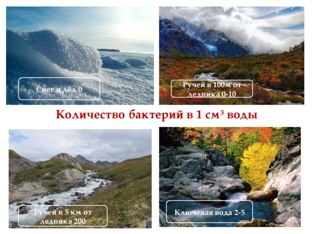 Снег и лёд 0 Ручей в 100м от ледника 0-10 Количество бактерий в 1 см 3 воды Ключевая вода 2-5 Ручей в 5 км от ледника 200 