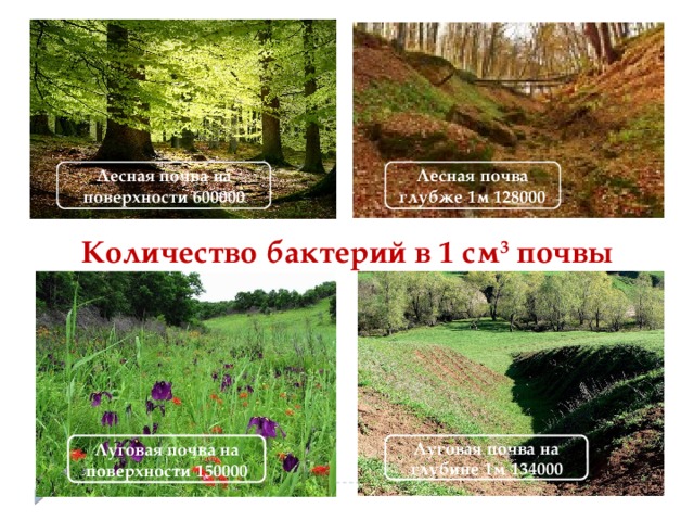 Лесная почва на поверхности 600000 Лесная почва глубже 1м 128000 Количество бактерий в 1 см 3 почвы Луговая почва на поверхности 150000 Луговая почва на глубине 1м 134000 