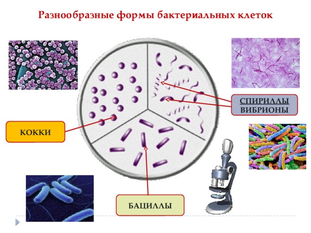 Разнообразные формы бактериальных клеток СПИРИЛЛЫ ВИБРИОНЫ КОККИ БАЦИЛЛЫ 