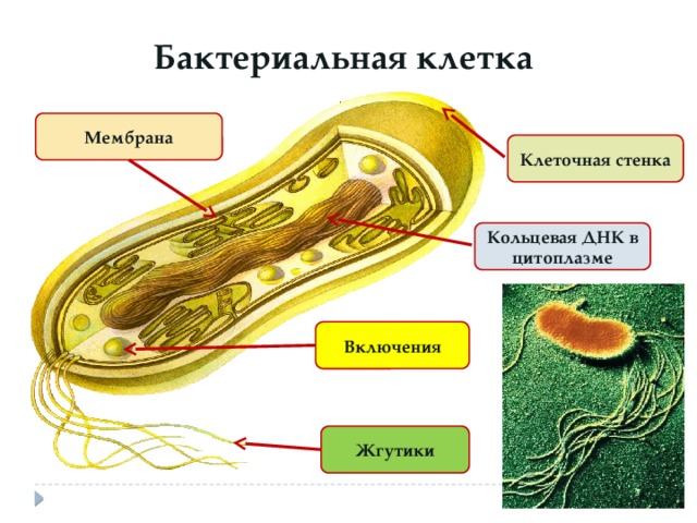 Бактериальная клетка Мембрана Клеточная стенка Кольцевая ДНК в цитоплазме Включения Жгутики 