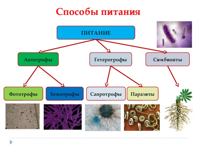 Способы питания ПИТАНИЕ Симбионты Автотрофы Гетеротрофы Сапротрофы Хемотрофы Паразиты Фототрофы 