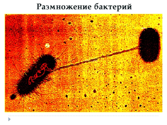 Размножение бактерий 