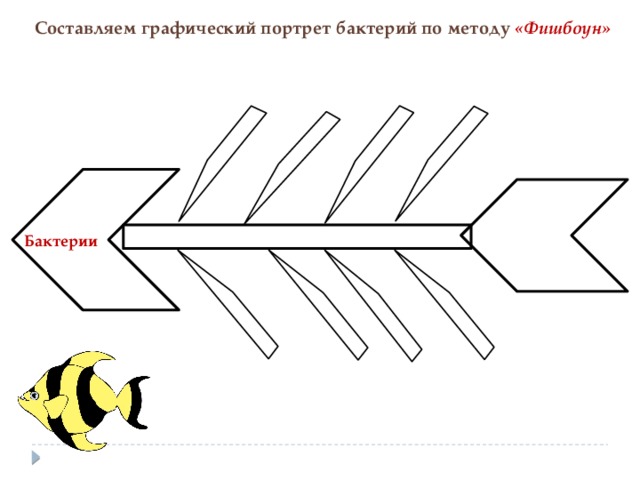         Составляем графический портрет бактерий по методу «Фишбоун» Бактерии 