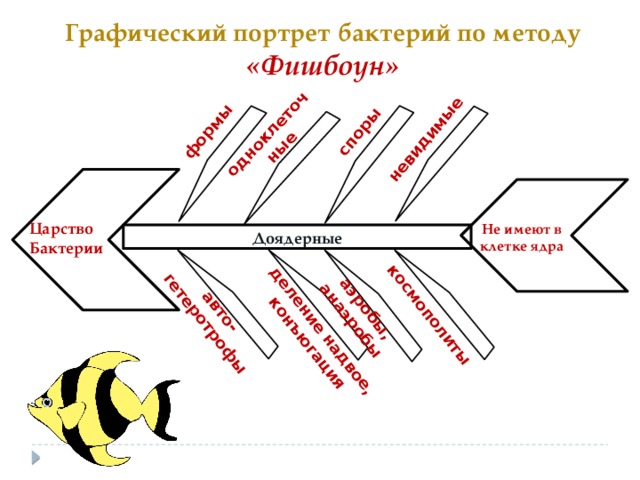         авто-гетеротрофы одноклеточные споры формы невидимые деление надвое, конъюгация аэробы, анаэробы космополиты Графический портрет бактерий по методу «Фишбоун» Царство Бактерии Не имеют в клетке ядра Доядерные 