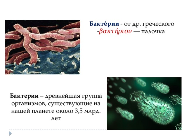 Общая характеристика бактерий презентация