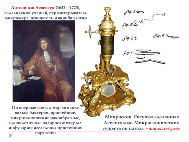 Антони ван Левенгук (1632—1723), голландский учёный, первооткрыватель микромира, основатель микробиологии Он впервые описал мир «в капле воды»: бактерии, простейшие, микроскопические ракообразные, одноклеточные водоросли; открыл инфузории; исследовал простейших паразитов  Микроскоп. Рисунки сделанные Левенгуком. Микроскопических существ он назвал «анималькули» 