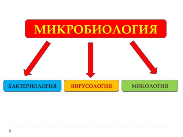 МИКРОБИОЛОГИЯ БАКТЕРИОЛОГИЯ ВИРУСОЛОГИЯ МИКОЛОГИЯ 